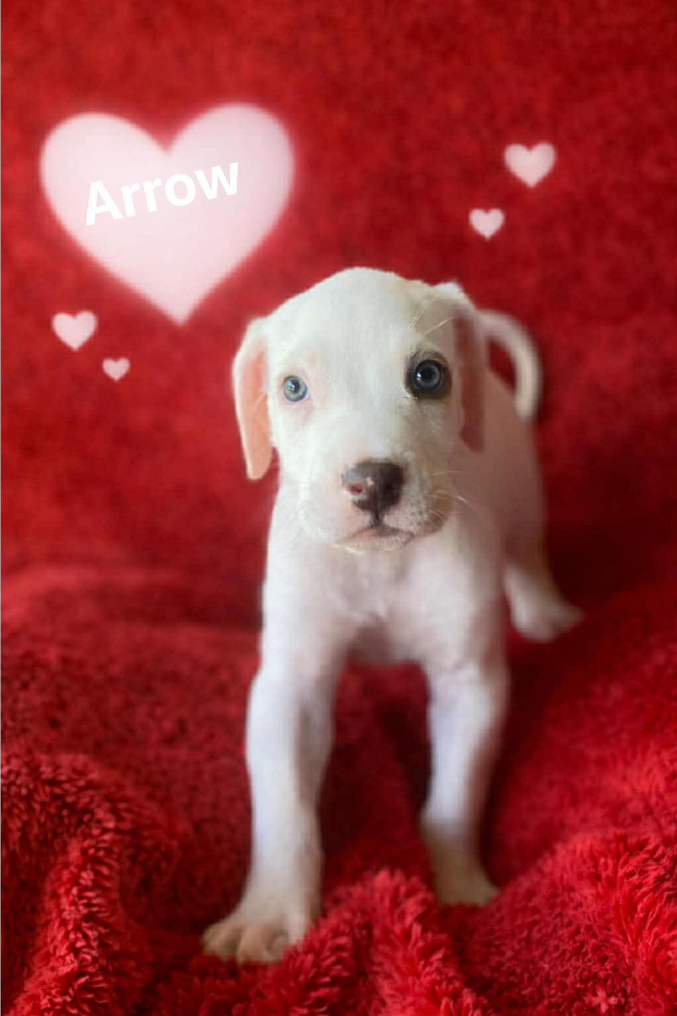 Arrow Arrow